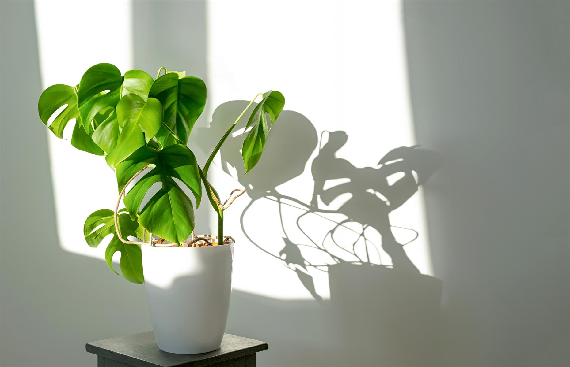 Toxic plant: Swiss cheese plant (Monstera deliciosa)